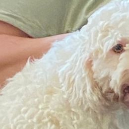 Cavapoos and Poodles from Hickory Doodle Farm