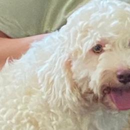 Cavapoos and Poodles from Hickory Doodle Farm