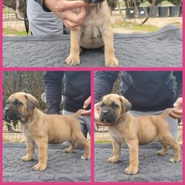 Cane Corso and French Bulldog Puppies from JSM Corsos