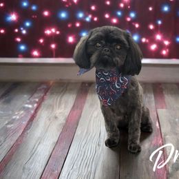 Dreamy - Shih Tzu