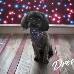 Dreamy - Shih Tzu