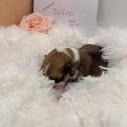 DaVinci - Red male Pembroke Welsh Corgi puppy in Snellville, Georgia from Laur's Classic Corgis