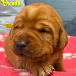 Brenda - Yellow female Labrador Retriever puppy in Sidney, Nebraska from Nebraska Strong Labradors