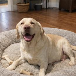 Nesquik - Labrador Retriever