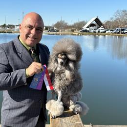 Twinkles - Poodle