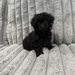 Tiny - Black female Poodle puppy in Matteson, Illinois from Chitownpupz