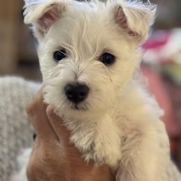 West Highland White Terrier Puppies from Amazing Grace Westies