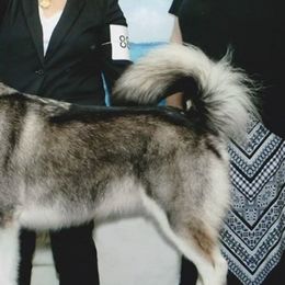 Alaskan Malamutes from Moonlight Alaskan Malamutes