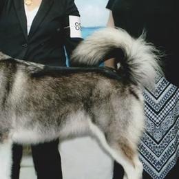 Alaskan Malamutes from Moonlight Alaskan Malamutes