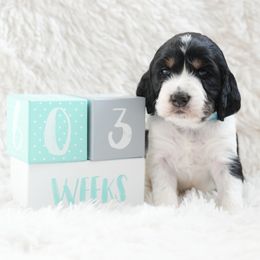Bazooka - English Springer Spaniel puppy from Spellcraft Springers