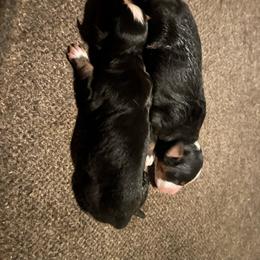 Yellow - Black rust and white female Bernese Mountain Dog puppy in North Grove, Indiana from J&F Country Canines