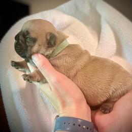 Blue (Bluey) - Fawn male French Bulldog puppy in Rochester, Washington from Frenchie Bulldog Kisses