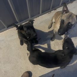 Dutch Shepherd and German Shepherd Puppies from ColesPoliceDogs