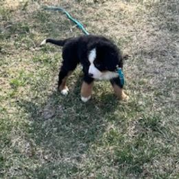 Bernese Mountain Dog Puppies from Lonesome Pine Farm