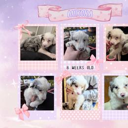 Australian Shepherd and Great Dane Puppies from AEW Farm