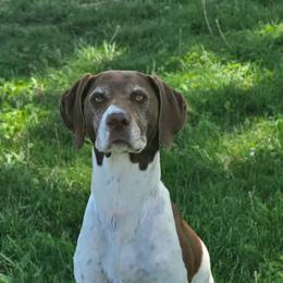 German Shorthaired Pointer Puppies from H LAVA C Pointers