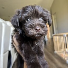 Cupcake - Liver female Miniature Schnauzer puppy in Port St. Lucie, Florida from South Florida Miniature Schnauzers
