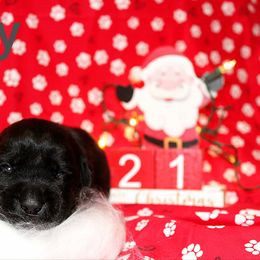 Grey - Black male Labrador Retriever puppy in Parma, Idaho from Campbell Valley Labradors