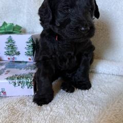 Double Doodle Puppies from Southern Sunshine Doodles