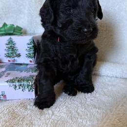 Double Doodle Puppies from Southern Sunshine Doodles