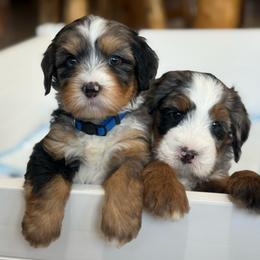 Zion - blue collar male - Tri-color male Bernedoodle puppy in Yuciapa, California from AlltheDoodlez_