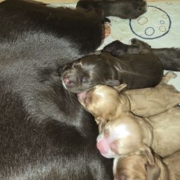 Cocker Spaniel Puppies from Kellie's Cocker Spaniels