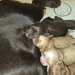 Cocker Spaniel Puppies from Kellie's Cocker Spaniels