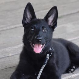 German Shepherds from Edle Stärke German Shepherds