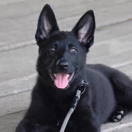 German Shepherds from Edle Stärke German Shepherds