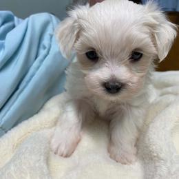 Maltese puppies from Susan's Maltese