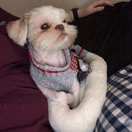 Shih Tzu Puppies from Sugar Paws Heavenly Shih Tzu’s