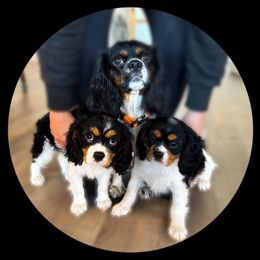 Cavalier King Charles Spaniel puppies from Coulombe Puppy’s