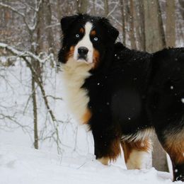 Australian Shepherds from Diamond Paws Australian Shepherds