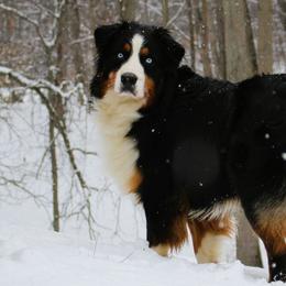 Australian Shepherds from Diamond Paws Australian Shepherds