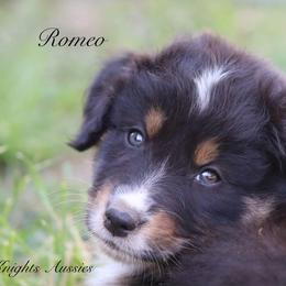 Romeo - Black tri-color male Australian Shepherd puppy in Ceres, California from Knight's Aussies