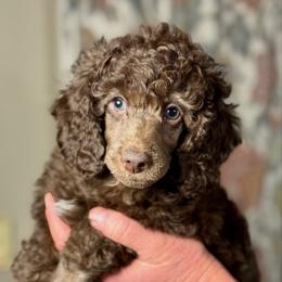 Sparrow - Brown male Poodle puppy in Peyton, Colorado from Fuzzybottoms Ranch LLC