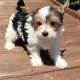 Oreo - Parti male Yorkshire Terrier puppy in Florence, Alabama from Ashley's Yorkshire Terriers