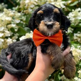 Orange boy - Phantom male Bernedoodle puppy in Altura, Minnesota from Whitewater Bernedoodles & Bluffside Berners