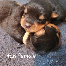 Rottweiler Puppies from DKs Rottweilers