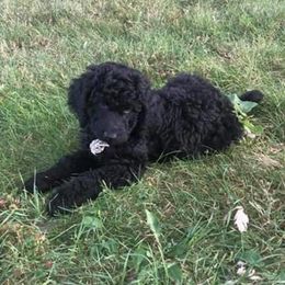 Goldendoodle Puppies from Sugar River Doodles