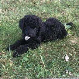 Goldendoodle Puppies from Sugar River Doodles