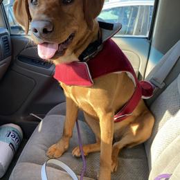 Labrador Retriever All Grown Up from Olmstead Labradors
