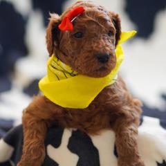 Goldendoodle Puppies from Griffin TX Doodles