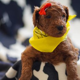 Goldendoodle Puppies from Griffin TX Doodles