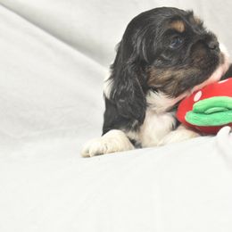 Cocker Spaniel Puppies from Minster Cocker Spaniels