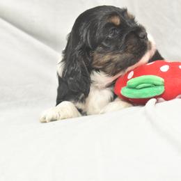 Cocker Spaniel Puppies from Minster Cocker Spaniels