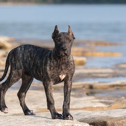 Brindle girl Blue x Masca - Tiger female Perro de Presa Canario puppy in Leitchfield, Kentucky from Rey Gladiador Presa Canario