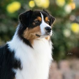 Vienna - Australian Shepherd