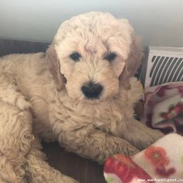 Bernedoodle and Goldendoodle Puppies from Saratoga Goldendoodles