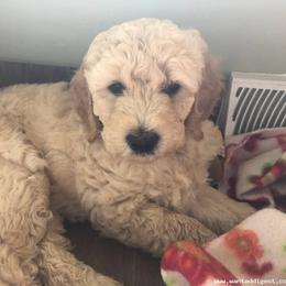 Bernedoodle and Goldendoodle Puppies from Saratoga Goldendoodles